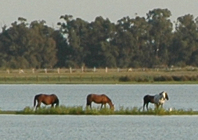 sm.horses